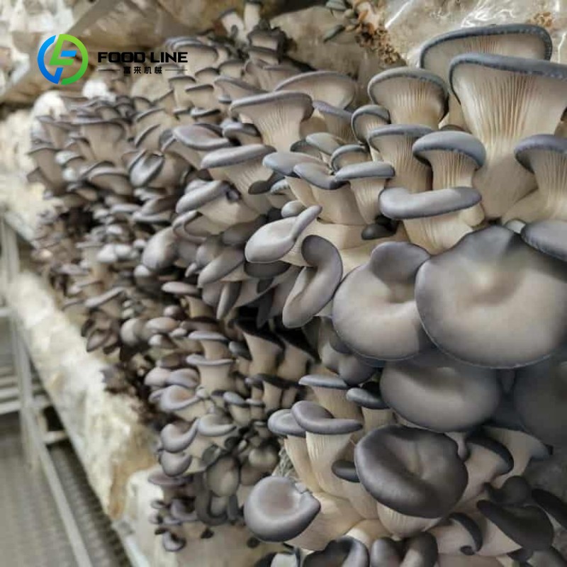 Modułowa farma kontenerowa do  – Farming Agriculture Project recenzja i cena